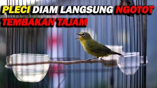 PANCINGAN SEMUA PLECI LANGSUNG NGOTOT DAN BUKA PARUH