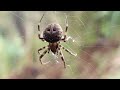 Trailer Of Kannada Documentary On Spiders - "ಜೇಡರಬಲೆ-ರಹಸ್ಯದ ಎಳೆ"- #PanchavatiButterflyPark