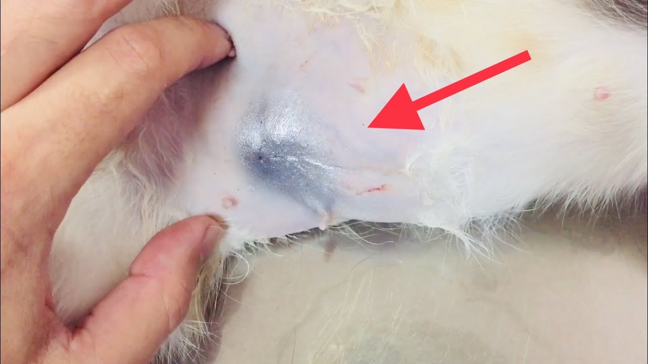 Как заживает шов после стерилизации кошки