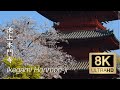 The Sakura of Ikegami Honmon-ji - Tokyo - 池上本門寺 - 8K