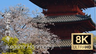 The Sakura of Ikegami Honmon-ji - Tokyo - 池上本門寺 - 8K