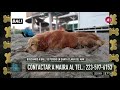 Pocas Pulgas: cachorritas en adopción