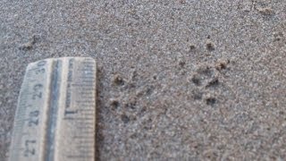 Animal Tracks: 5 Clues To Look For...