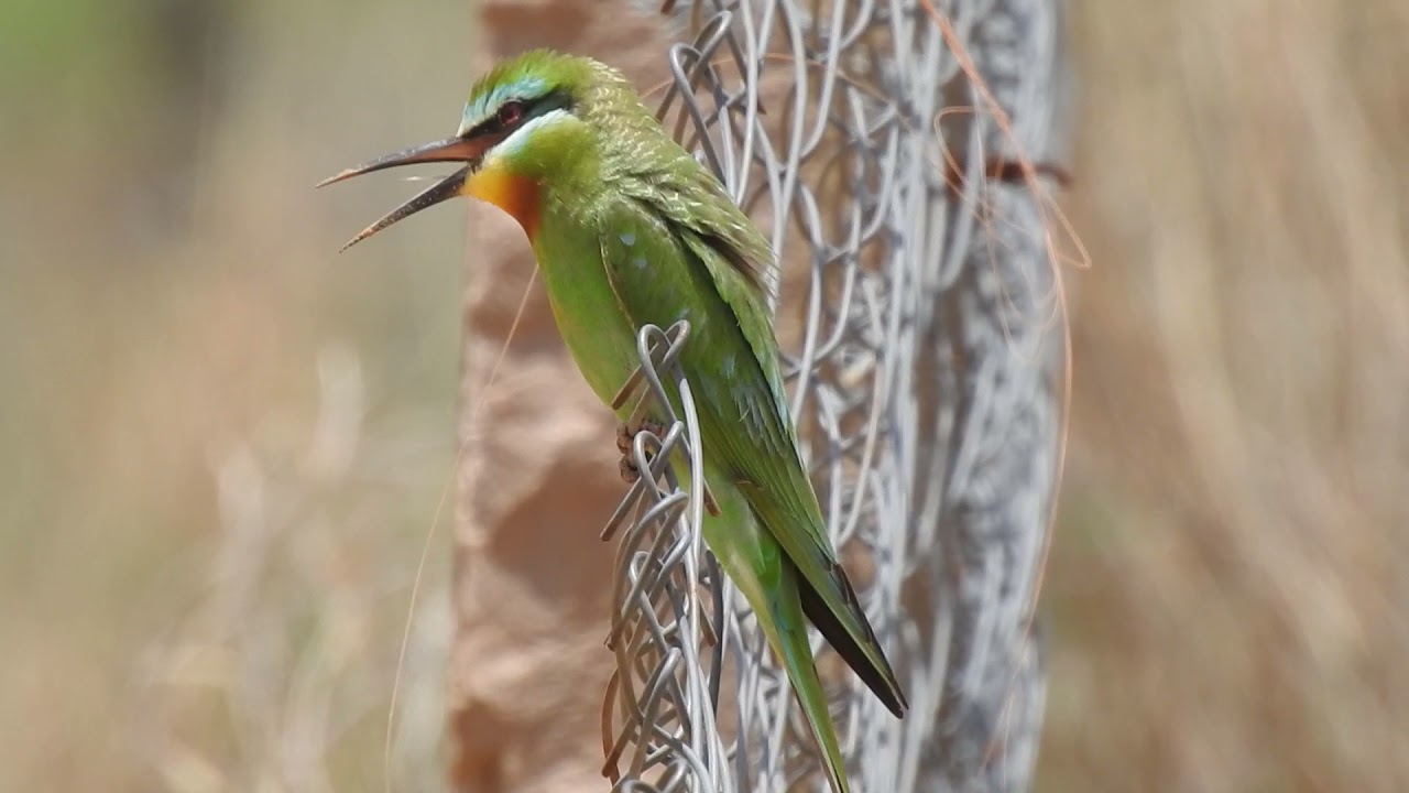 blue cheeked bee eater (Merops persicus) summer migrant rajasthan india