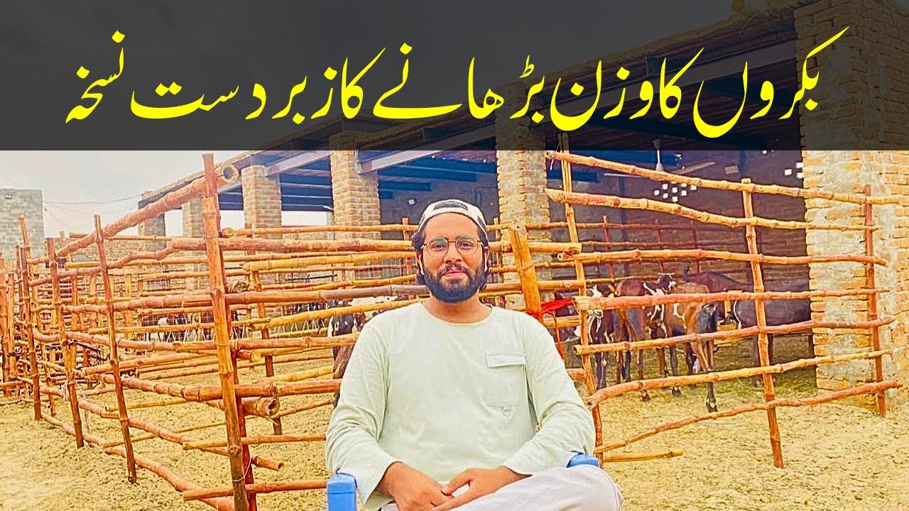 بکروں کا وزن بڑھانے کے لیے زبردست نسخہ