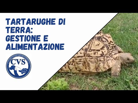 Video: Tartaruga mediterranea a casa: descrizione, contenuti e curiosità