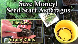 How to Seed Start Asparagus & Grow Asparagus Crowns for Transplants: All the Steps to Save Money! by Gary Pilarchik 3,048 views 3 months ago 8 minutes, 32 seconds