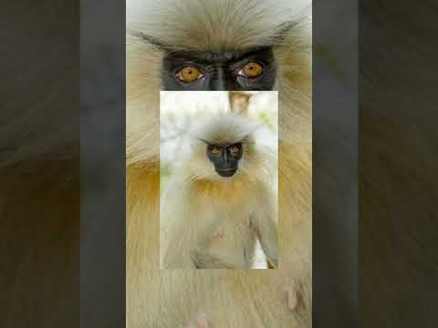 تعرف على قرد لانغور الذهبي ملامحه غريبة 