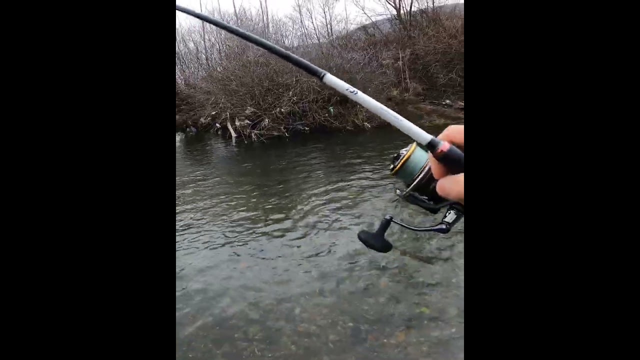 Brown Trout Fishing:Catch and Release