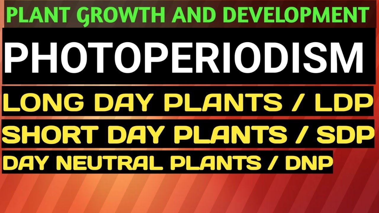 Plant Growth & Development - LDP / SDP / DNP / #long_day_plants / #short_day_plants