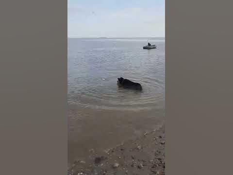 Браконьерский пёс! - YouTube