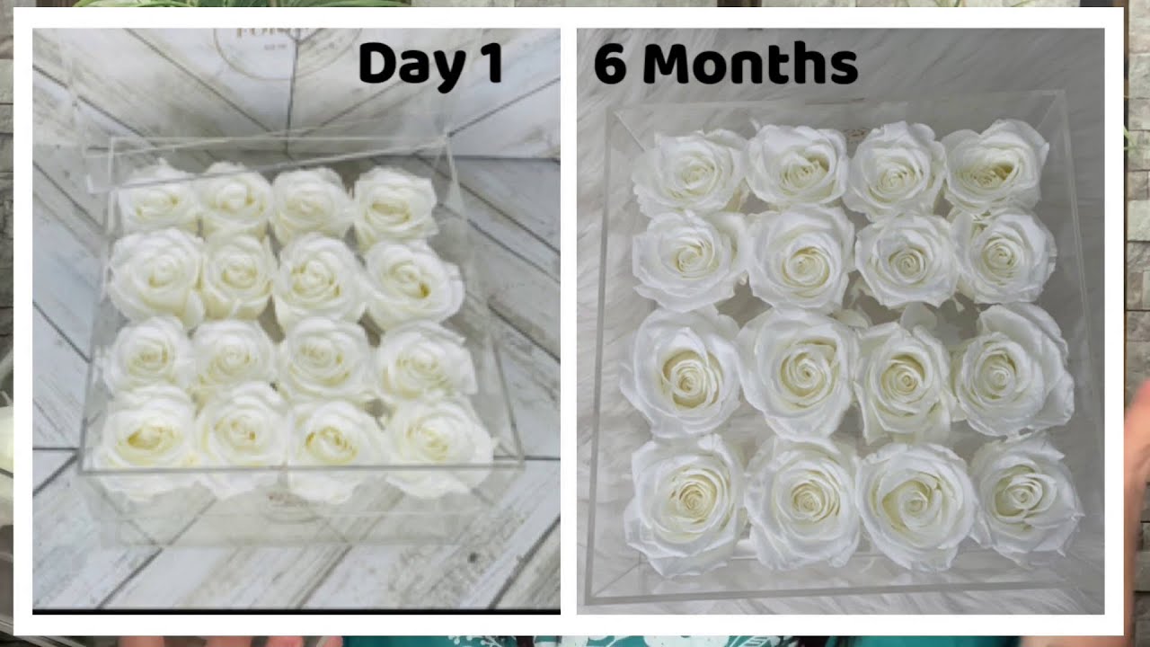 6 MONTHS UPDATE REVIEW ROSE FOREVER New York Preserved Roses YouTube