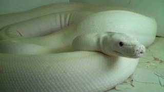 Ivory Retic