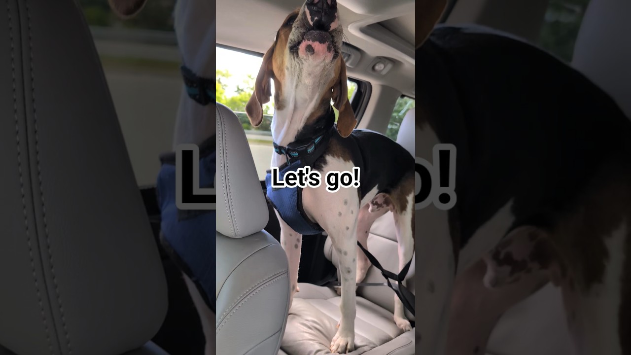 Let's go! #coonhound #puppy #doglife #hound #doggo