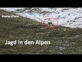 Jagd in den Alpen / 4k / HuntersPlace