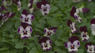 Good Question: When Can You Start Yard Work?