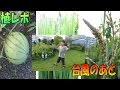台風、その後･･･≪植レポ≫　りょういちの 植物レポート