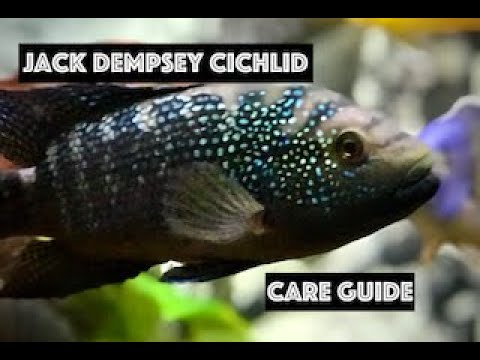 Video: sprievodca starostlivosťou o Jack Dempsey