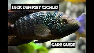 How to Keep Jack Dempsey Cichlids Happy and Healthy