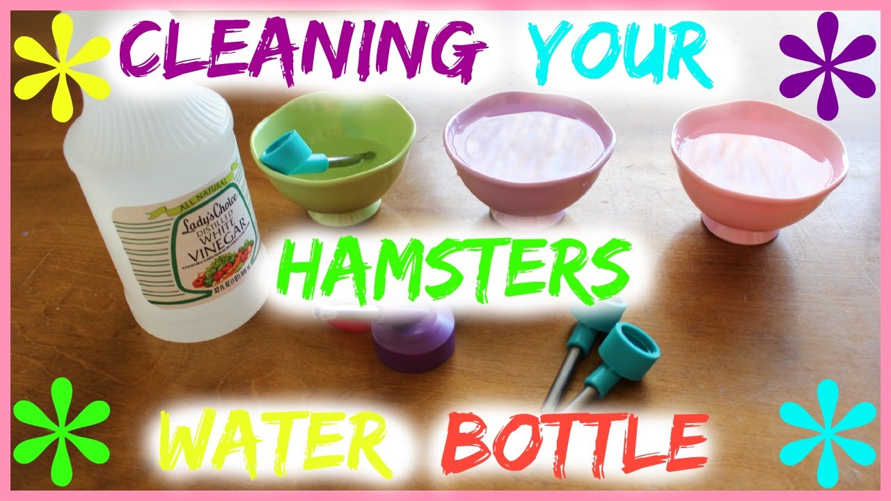 Cleaning limescale from Hamsters Water Bottle YouTube
