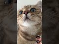 #cat #cute #kitten #podcastclips #animals #pets I’m