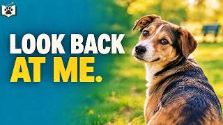 Information How to Teach Your Dog to Look at You Around Distractions Without Force News
