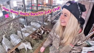 How Many Goats Born?!?! DAY ONE