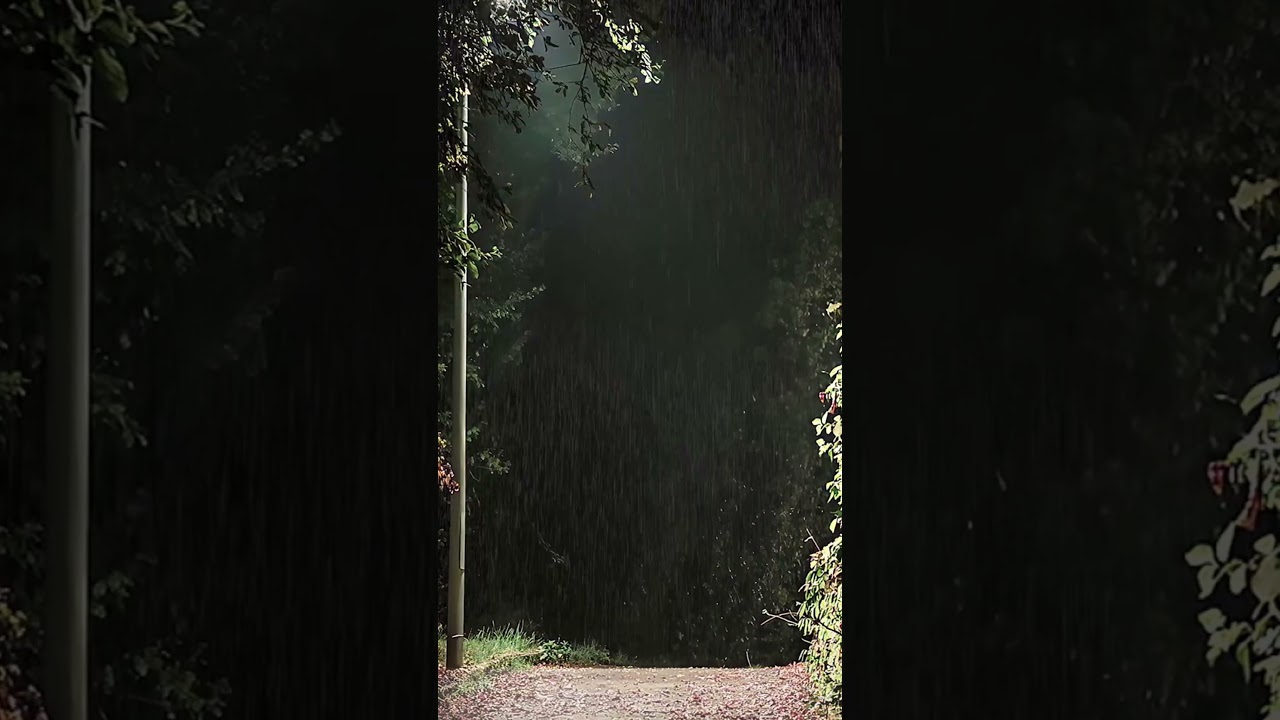 Raining Sounds | Live Rain | Natural Scenery | Jungle rain