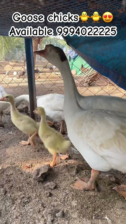 Goose chicks availcontact 9994022225