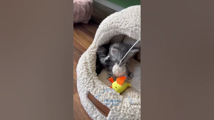 Video 10608261: mainecoons mainecooncat mainecoonkitten, mainecoonkitten kitten mainecooncats, mainecooncat mainecoonkitten cats, mainecoon cat kitten kitty, kitten playing