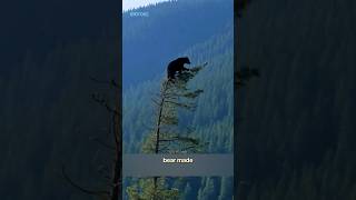 This black bear made ONE HUGE MISTAKE🐻 #shorts