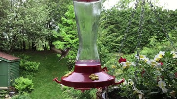 Ruby Throated Hummingbird Slow Motion Capture