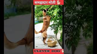 #shortsviral #viral #tiktok #tiktokvideo #punjabi #dog #doglover