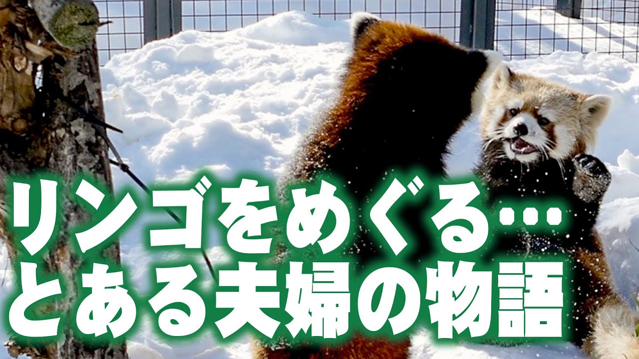 レッサーパンダ リンゴをめぐる とある夫婦の物語 15 16 Red Panda Gin Eita At Maruyama Zoo Youtube