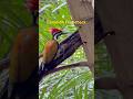 Common Flameback in southern Viet Nam#Vietnature #cattietwildtour #vietnampheasanst #vietnaturetour