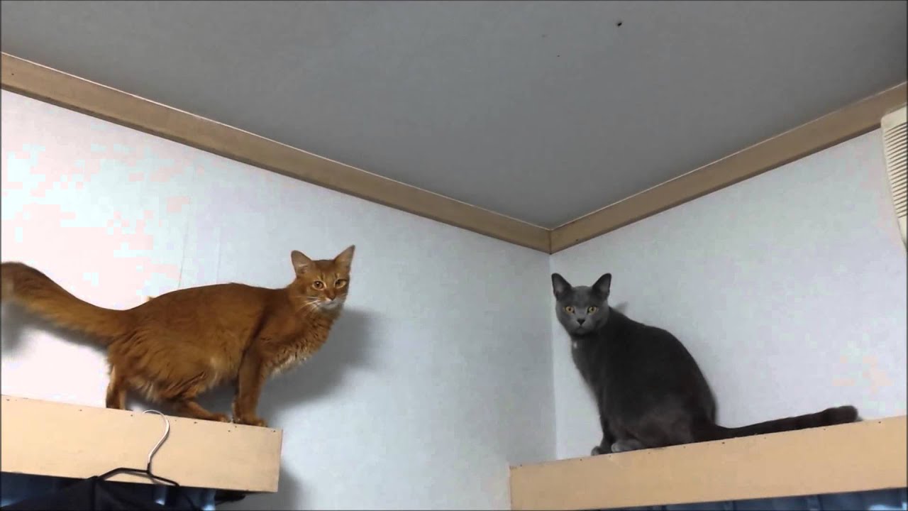 猫ハプニング!天井にくっついてるハエが気になって・・・ - YouTube