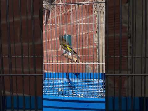 هجين اب خضري ام حسون Mixto Jilguero X Verdicielo Mulet Chardonneret Verderon