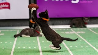 Jerry Mice finds an Open Kitten _ Kitten Bowl III
