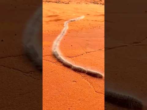 احذر من ديدان عثة الصنوبر خطر يتحرك مثل القطار