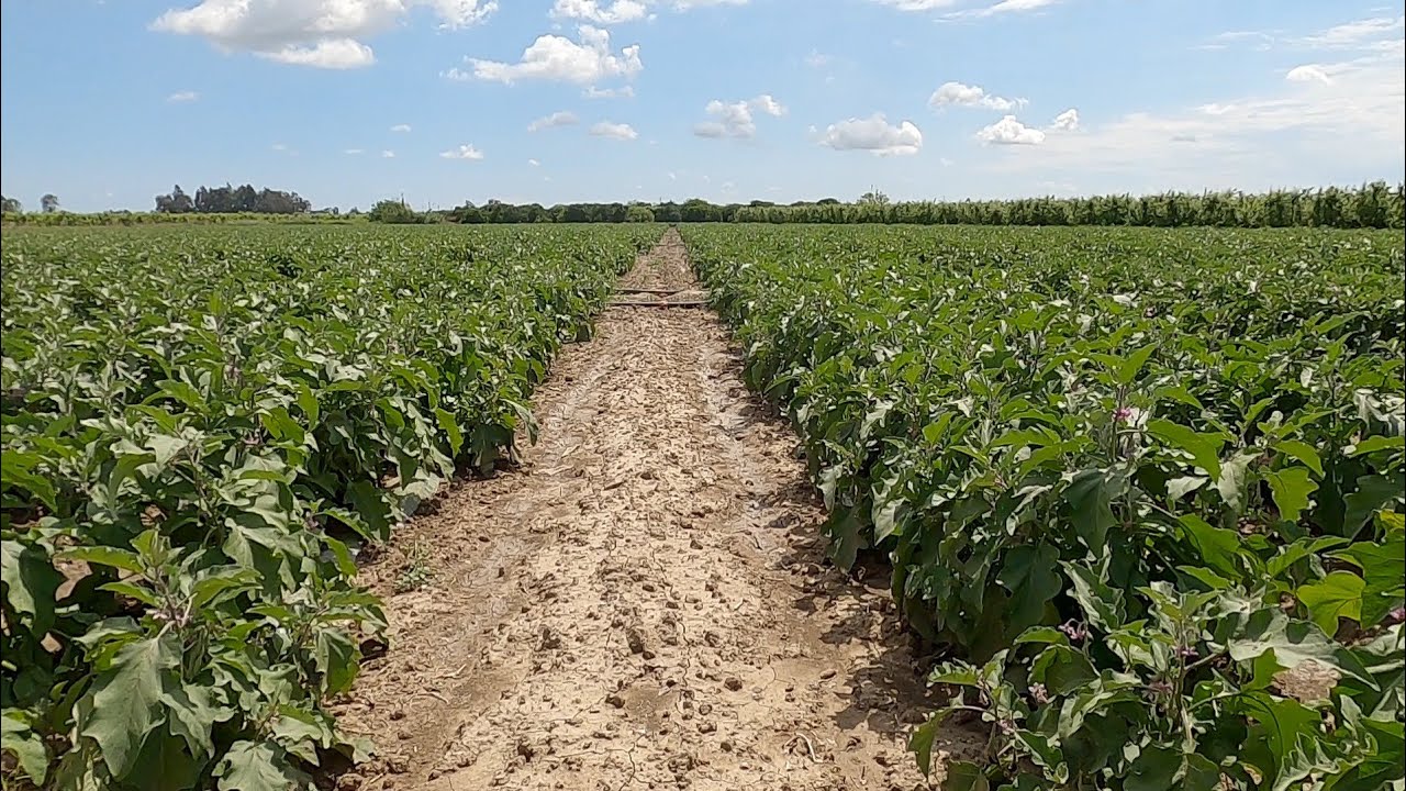 Patlıcan yetiştiriciliği Tarsus Mersin heleke köyü