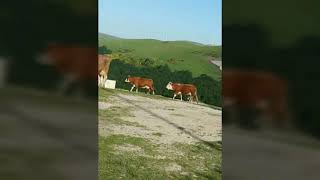 Yayla Havası