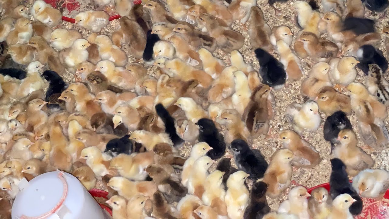 كيف تكون التربية الناجحة لكتكوت الدجاج البياض 100%