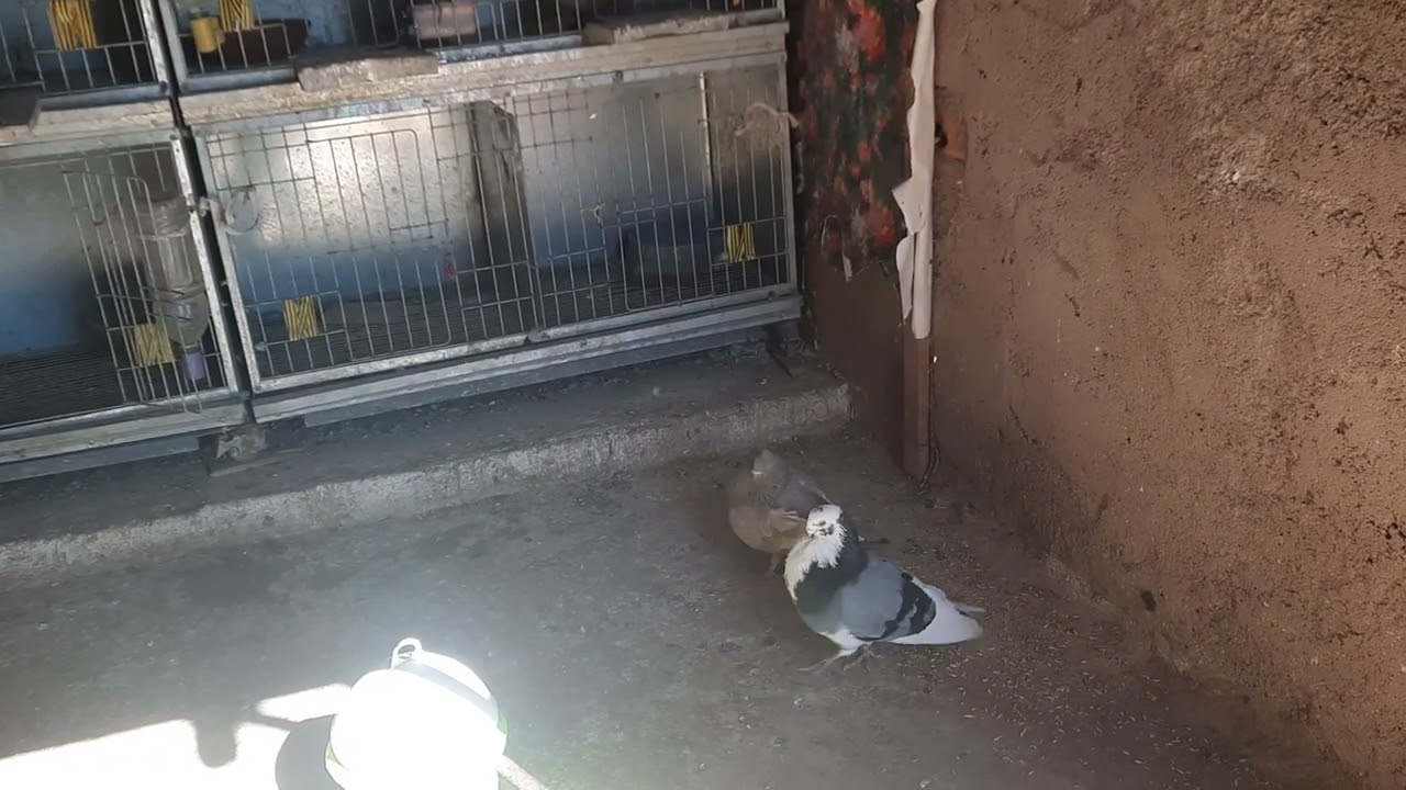 توليعة رمضانية عوشركم مبروكة