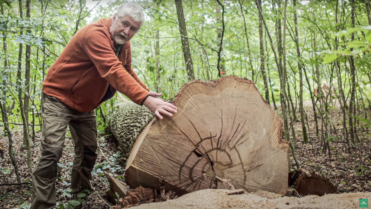 Skovning af store egetræer