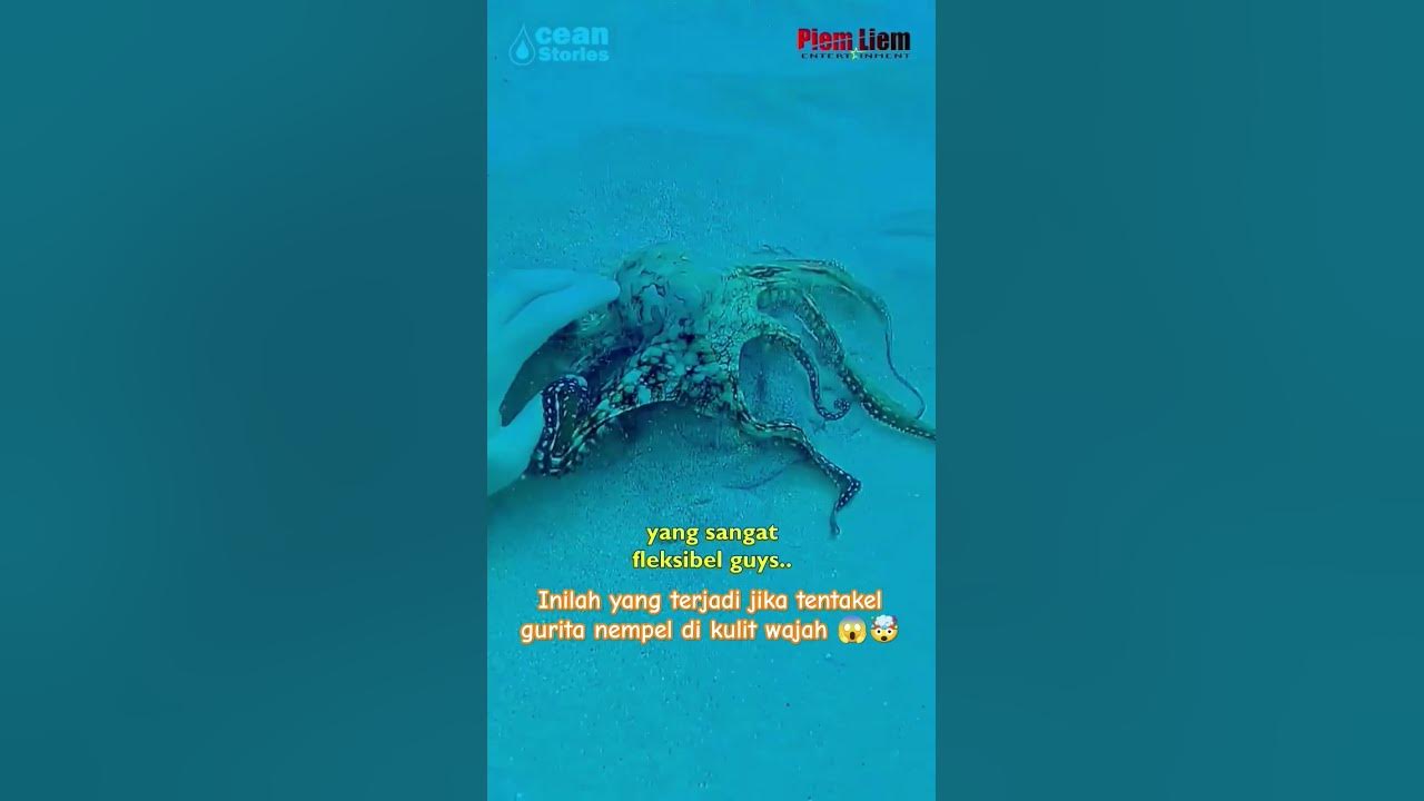 Inilah yang terjadi jika tentakel gurita nempel di kulit wajah 😱🤯#faktaunik#gurita#shorts#viral#edit