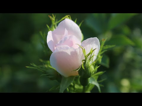 Video: Šipak: vrste i sorte (fotografija)