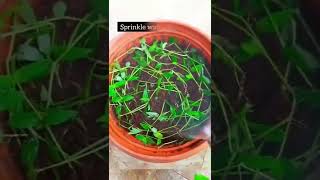 Lets Making Turtle Vine Hanging Baskets Plant By Using Cutting