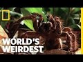 World&#39;s Biggest Spider | World&#39;s Weirdest