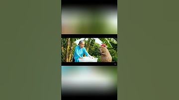 Capy giúp bà tắm cho thỏ và cái kết #capybara