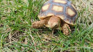 Turbo Dave chomps some grass